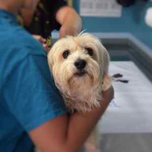 A Yorkshire terrier in a veterinary clinic that take advantage from a Veterinary Answering Service