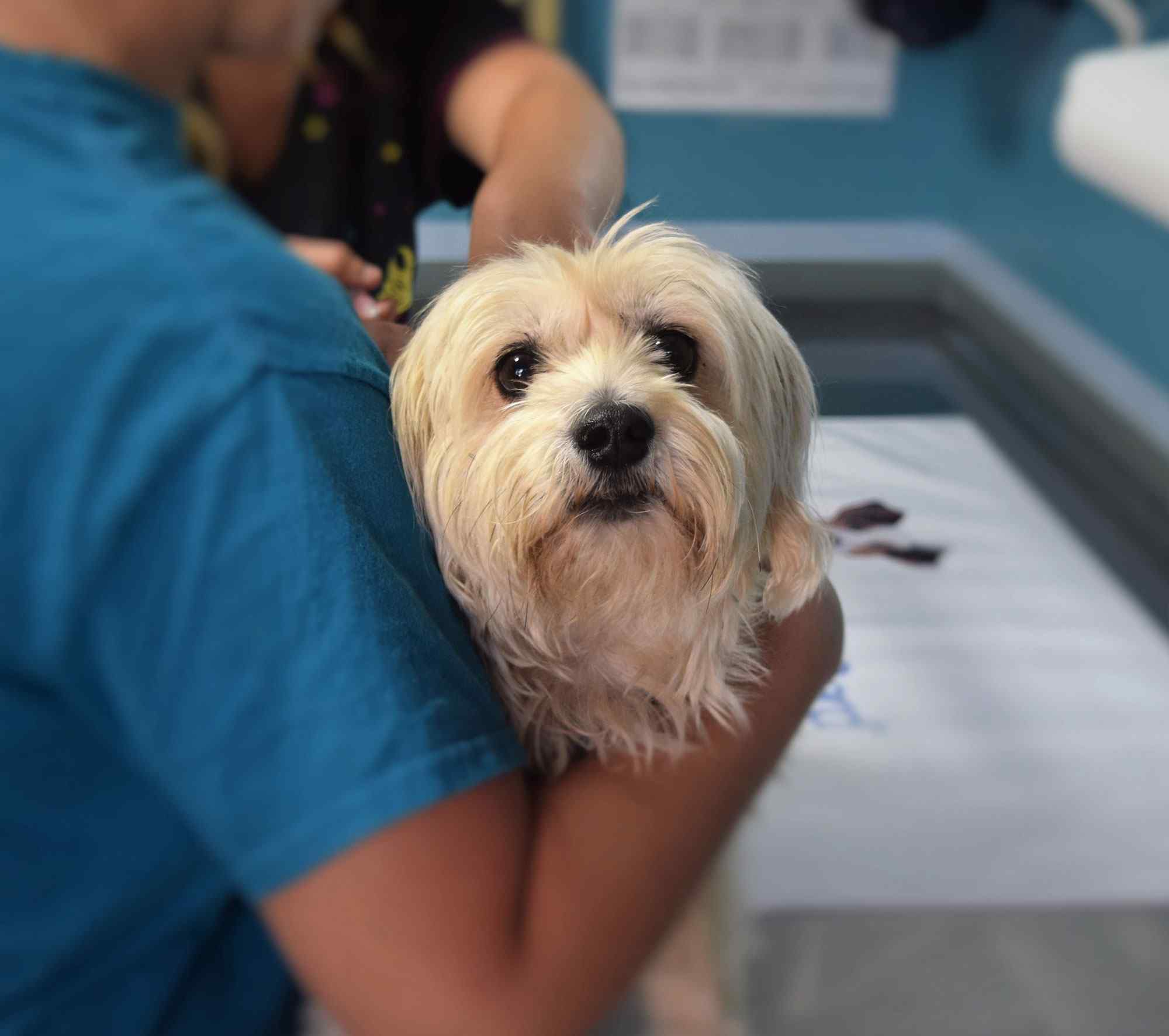 A Yorkshire terrier in a veterinary clinic that take advantage from a Veterinary Answering Service
