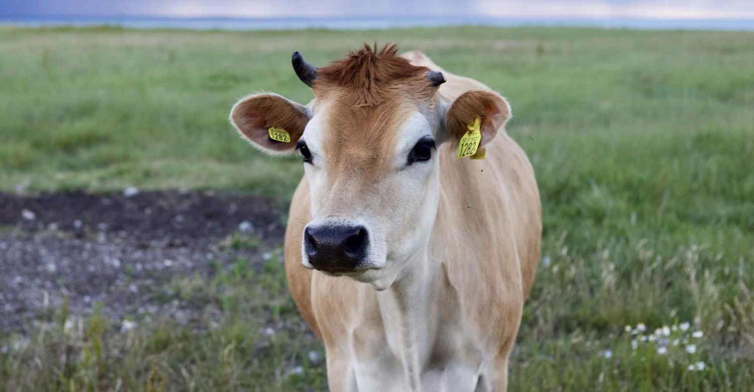 A cow rescued from veterinarians after an urgent call to their Veterinary Answering Service