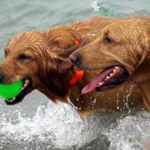 Two dogs playing in spring which is a very busy season for Centratel’s Veterinary Answering Service