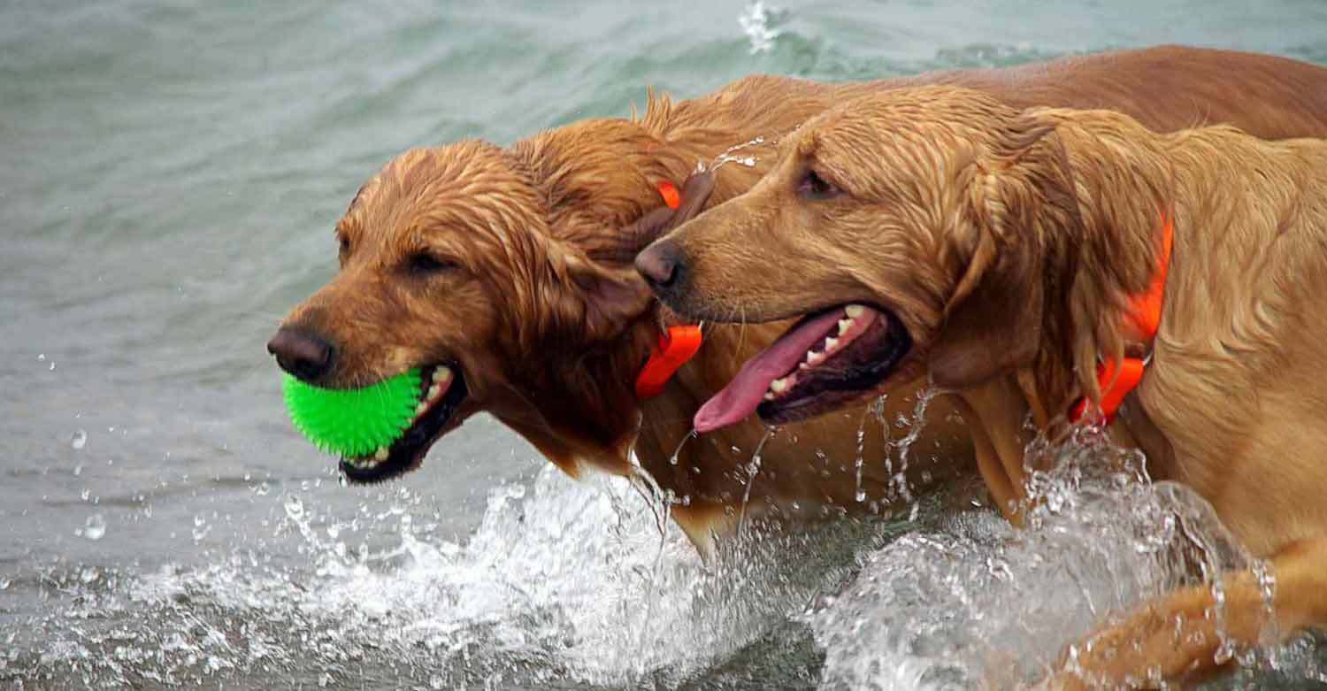 Two dogs playing in spring which is a very busy season for Centratel’s Veterinary Answering Service