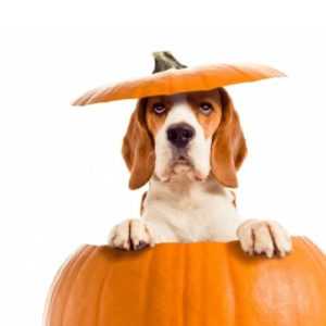 A dog sticking out of a pumpkin wishes happy Halloween from Centratel’s Veterinary Answering Service