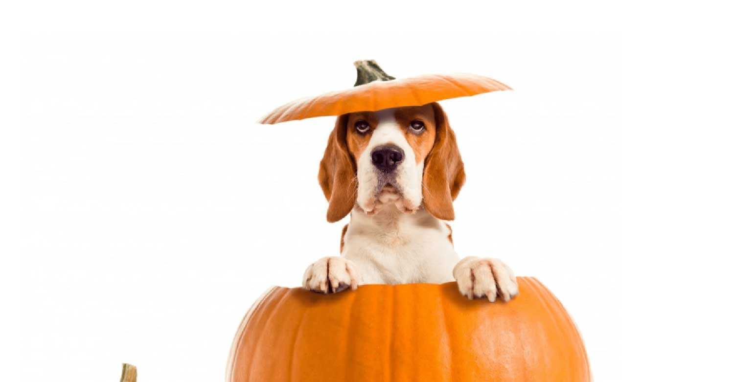 A dog sticking out of a pumpkin wishes happy Halloween from Centratel’s Veterinary Answering Service