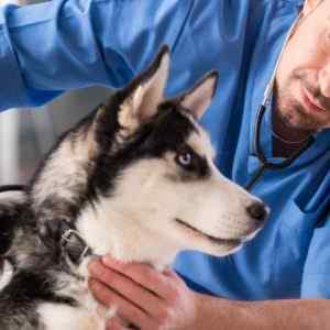 A Vet taking care of a dog while a Veterinarian Answering Service takes care of his urgent calls