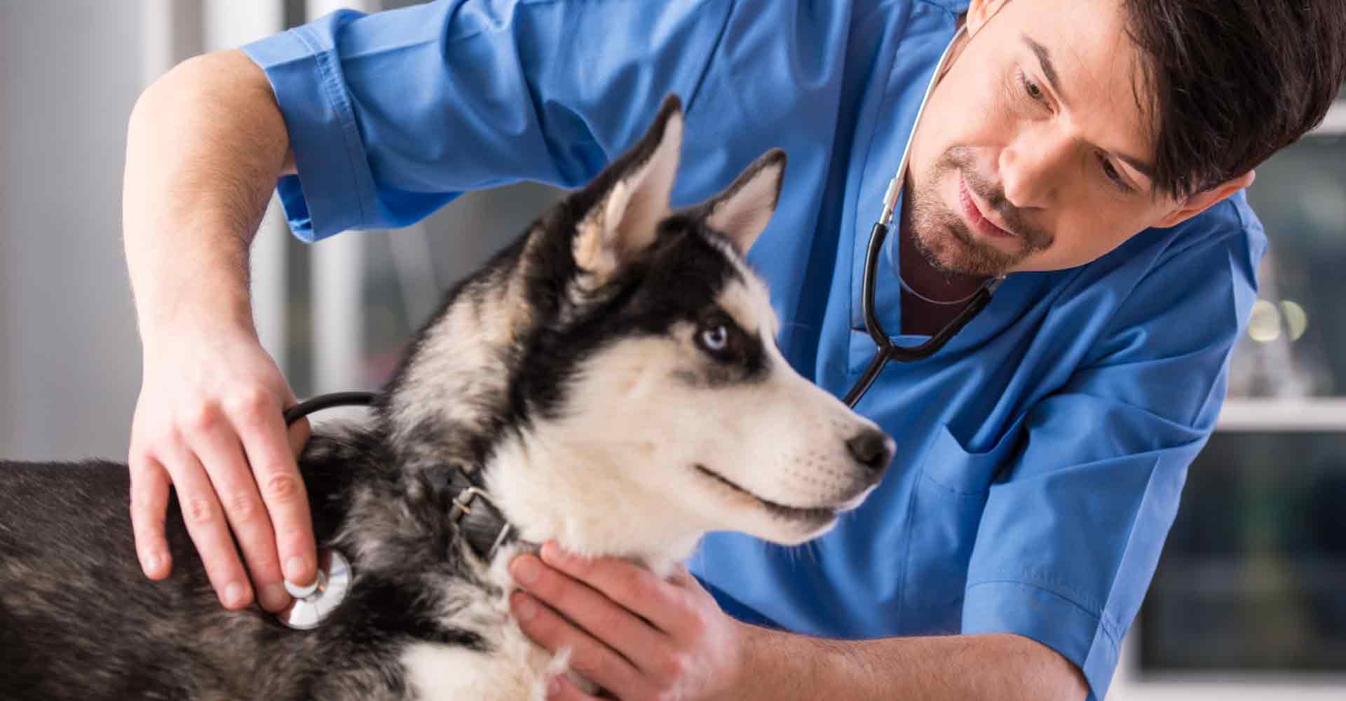 A Vet taking care of a dog while a Veterinarian Answering Service takes care of his urgent calls