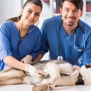 Veterinarians treating a small animal on an emergency call provided by their answering service