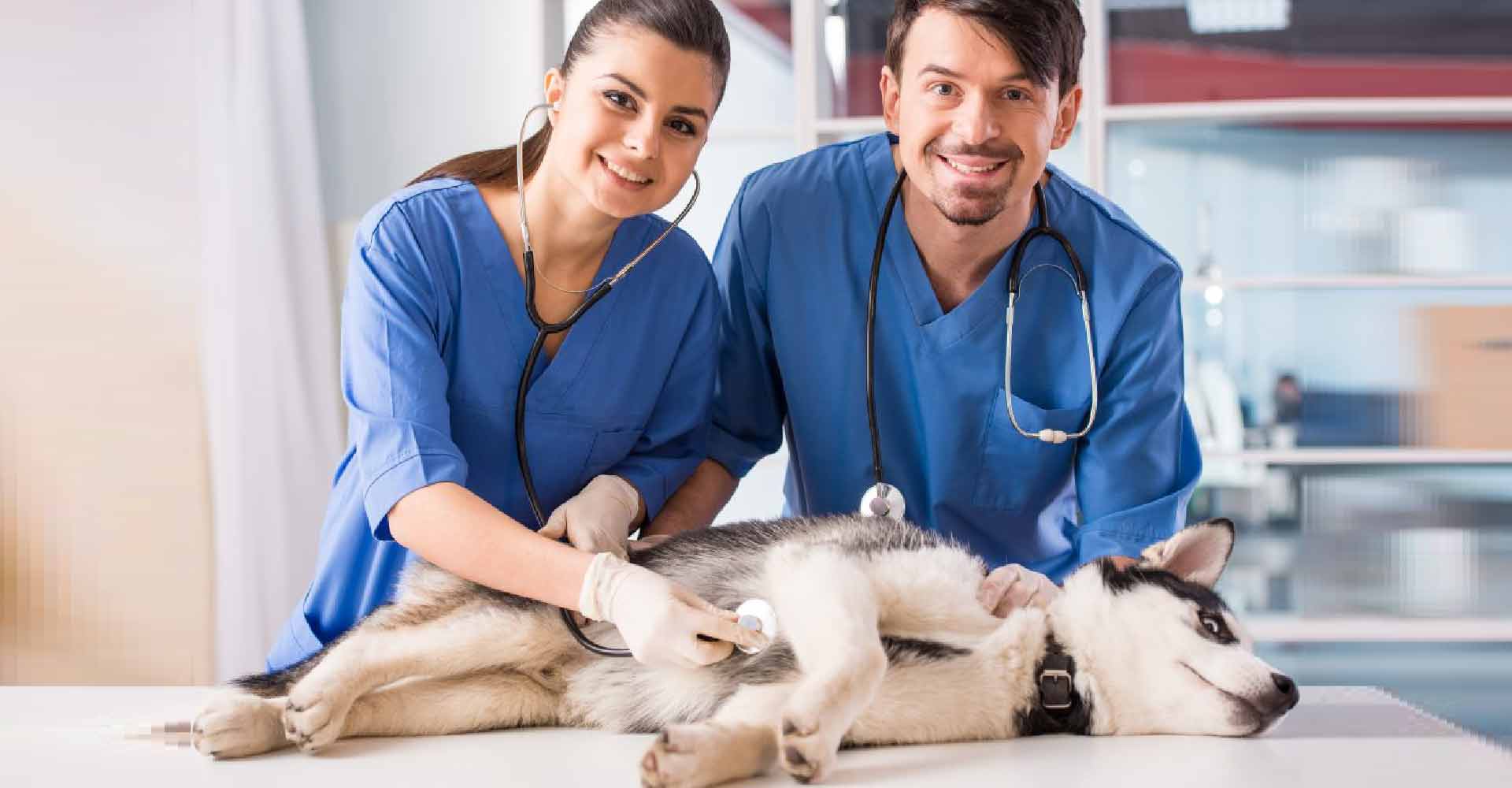 Veterinarians treating a small animal on an emergency call provided by their answering service