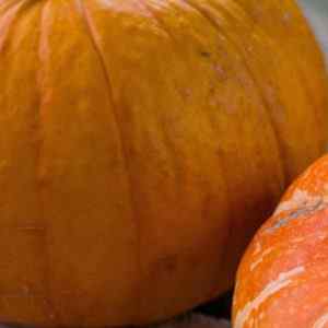 Pumpkins as an emblem of the Thanksgiving, period where a telephone answering service is essential