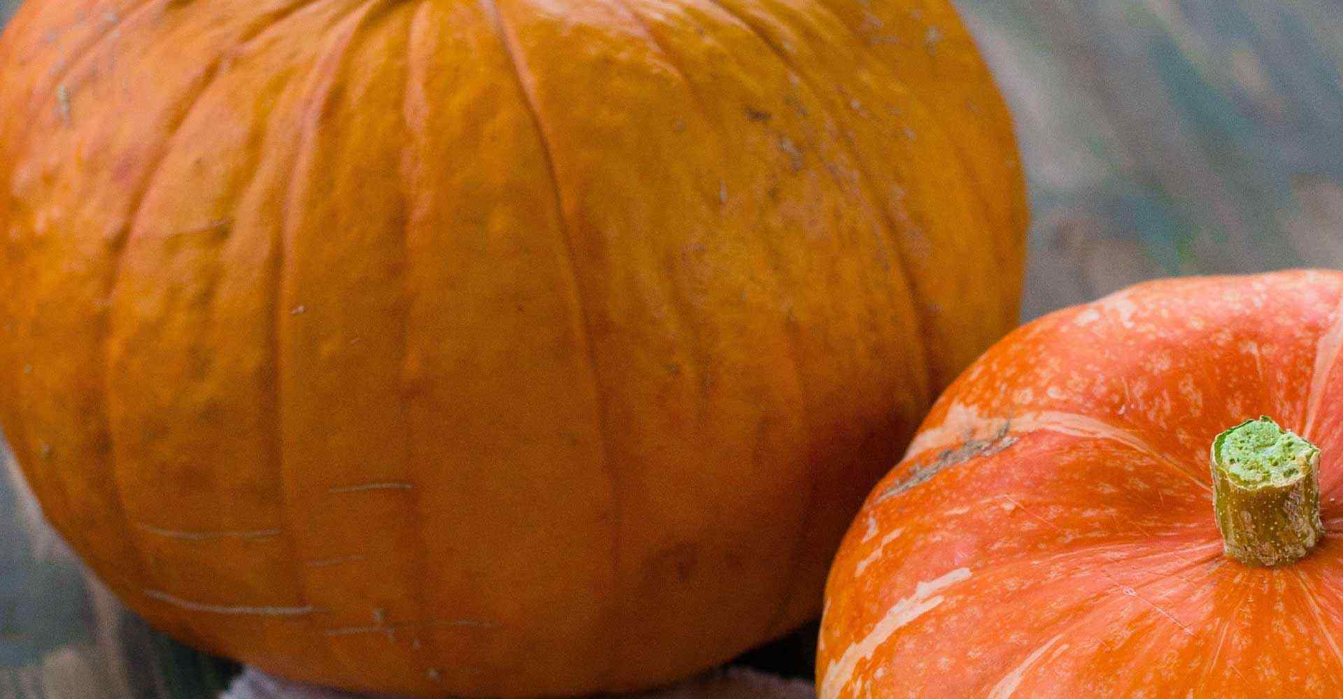 Pumpkins as an emblem of the Thanksgiving, period where a telephone answering service is essential