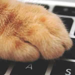 A cat paw on a veterinary computer keyboard while on a team meeting