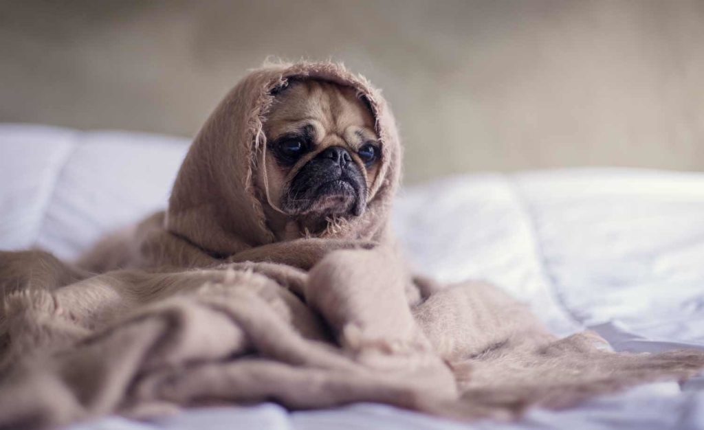 Pug in a blanket waiting the veterinary televisit