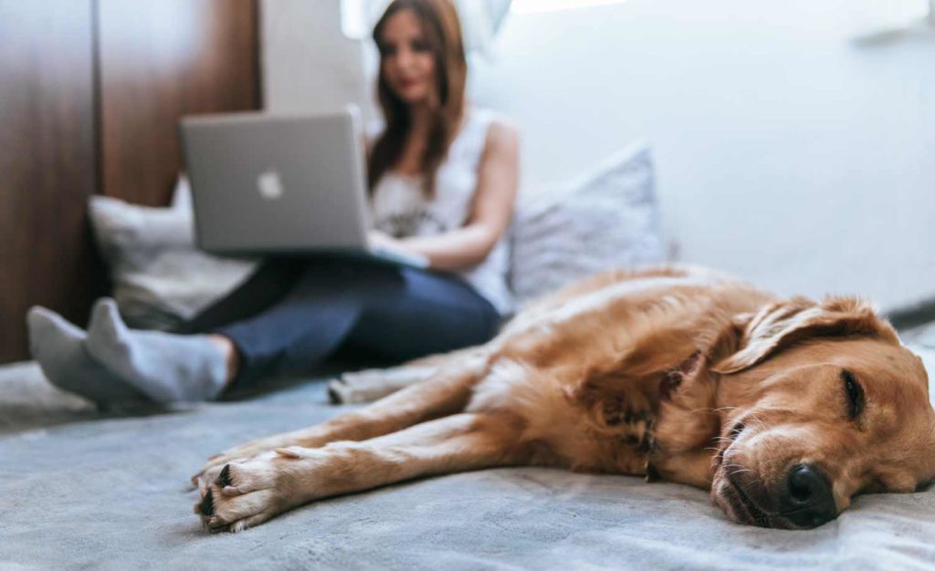 A dog owner starts the televisit after the call with the veterinary answering service