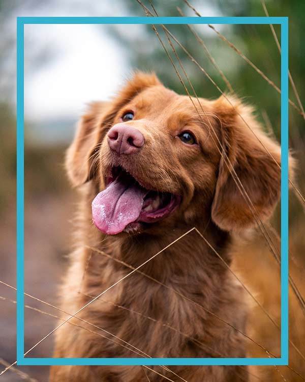 A happy dog on the way to the Veterinary Clinic