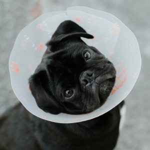 A pet with a recovery collar treated by a veterinary technician called by her answering service