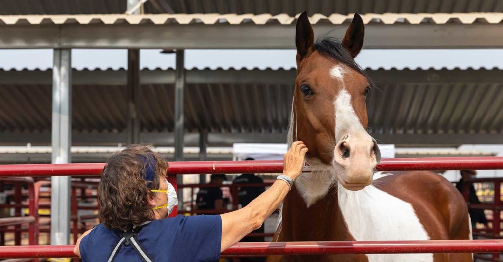 A veterinary technician taking care of a beautiful brown horse