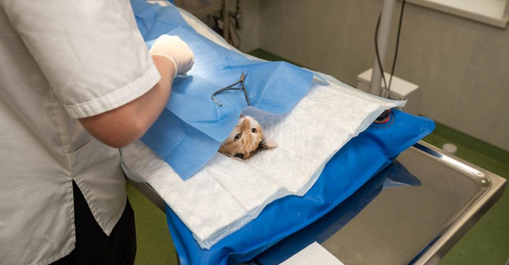 A veterinary technician performing emergency care on a little cat