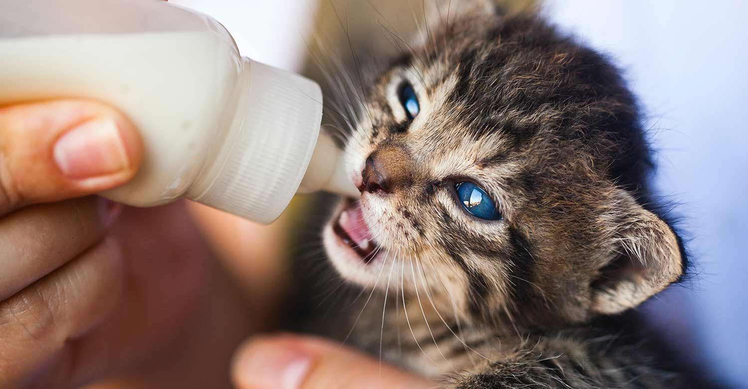 A veterinary feeding a client's baby cat called via his answering service