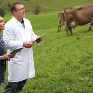 Two veterinaries working on a field with cows helped by their veterinary answering service