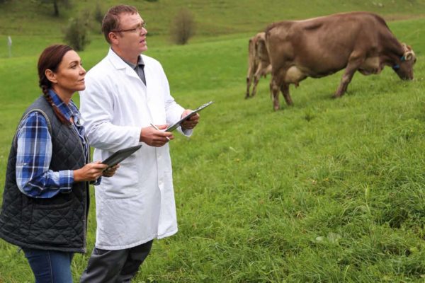 Two veterinaries working on a field with cows helped by their veterinary answering service