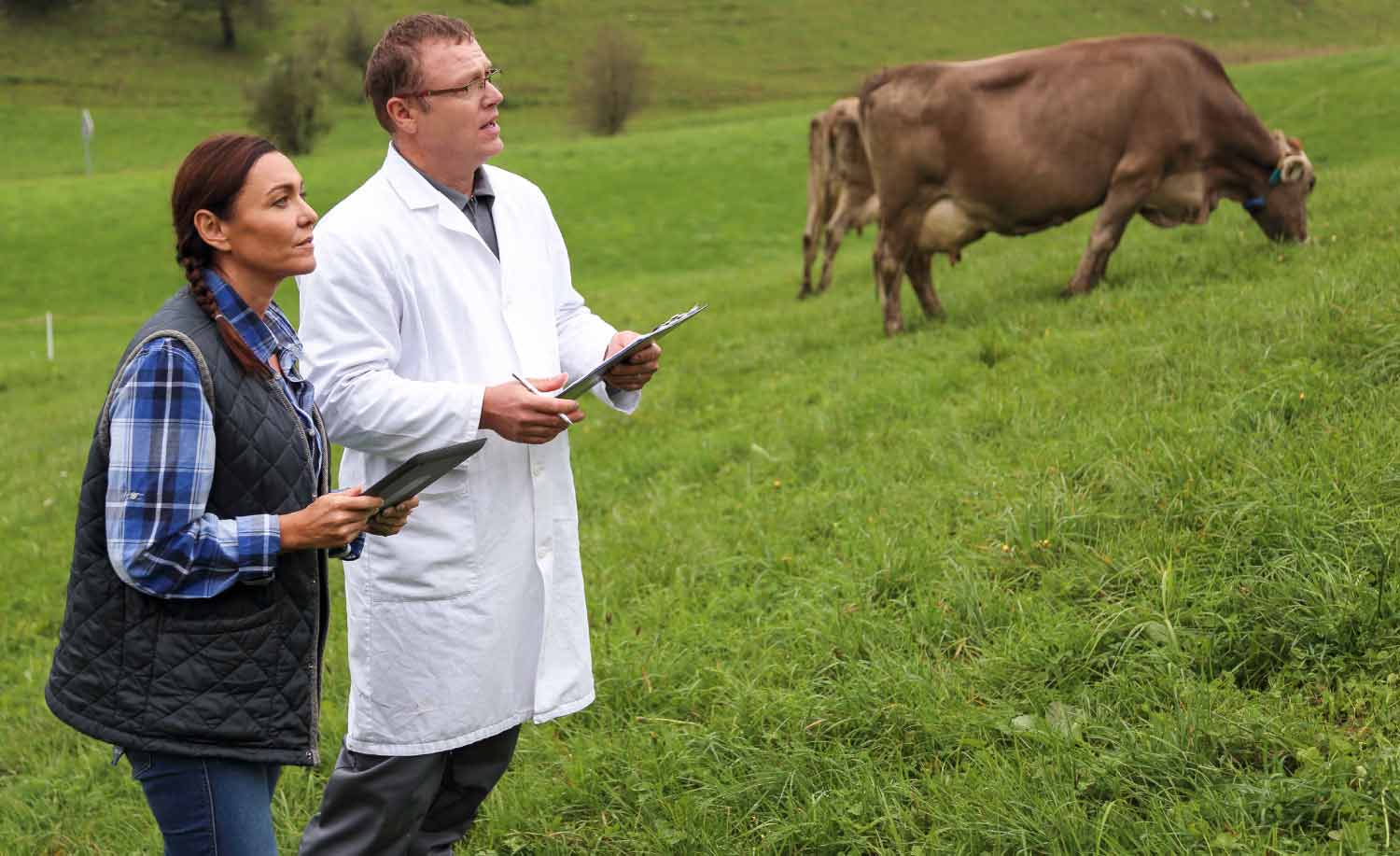 Two veterinaries working on a field with cows helped by their veterinary answering service