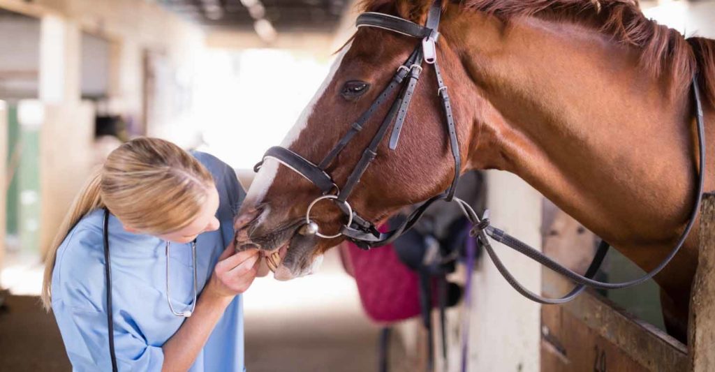 A veterinary owner assisted by her veterinary answering service visiting a brown horse