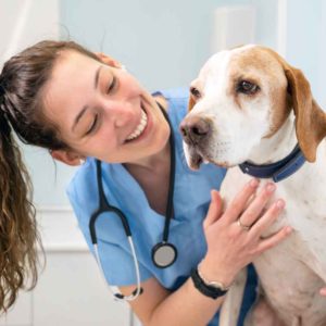 Happy veterinarian working with dog knowing that calls are managed by an answering service