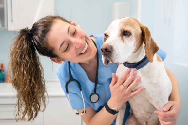 Happy veterinarian working with dog knowing that calls are managed by an answering service
