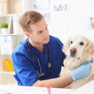 A brand-new veterinarian that choosed an elite-quality Answering Service like Centratel