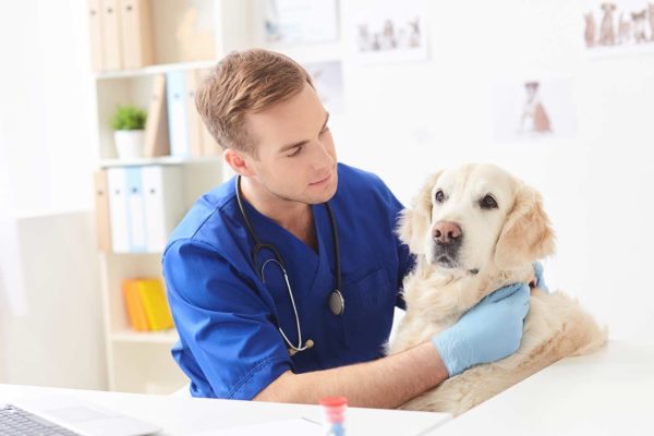 A brand-new veterinarian that choosed an elite-quality Answering Service like Centratel
