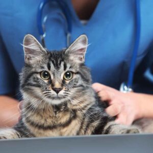 A veterinary assists a pet, managing the urgency with a top-quality answering service