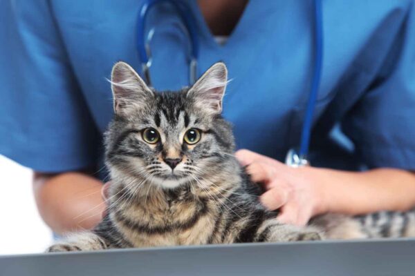 A veterinary assists a pet, managing the urgency with a top-quality answering service