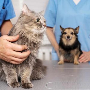 veterinary answering service