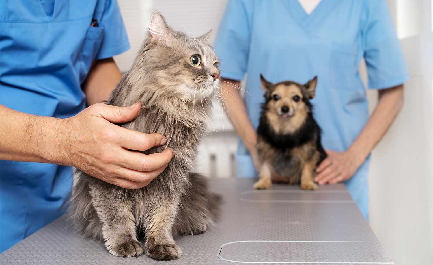 veterinary answering service