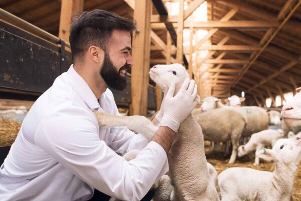 veterinary answering service