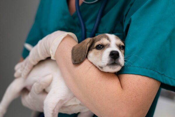 veterinary answering service