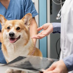 veterinary answering service