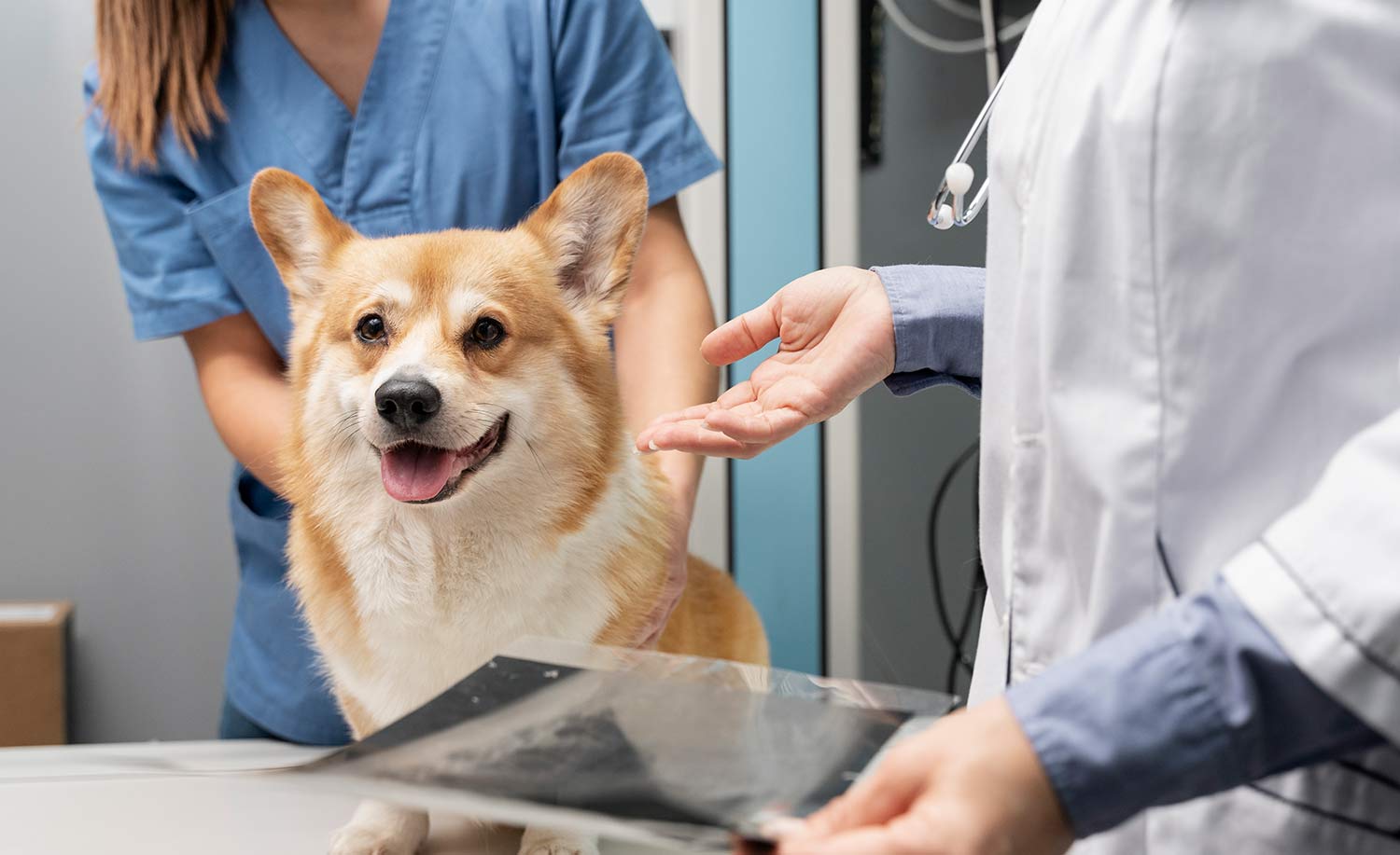 veterinary answering service