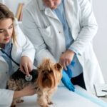 veterinary answering service