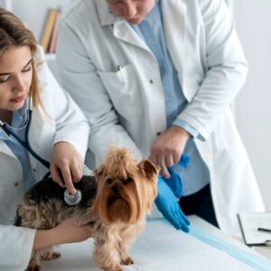 veterinary answering service