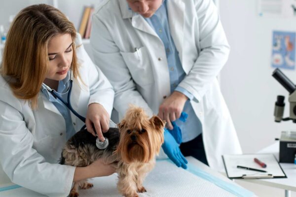 veterinary answering service