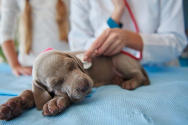 veterinary answering service