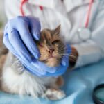 veterinary answer phone service