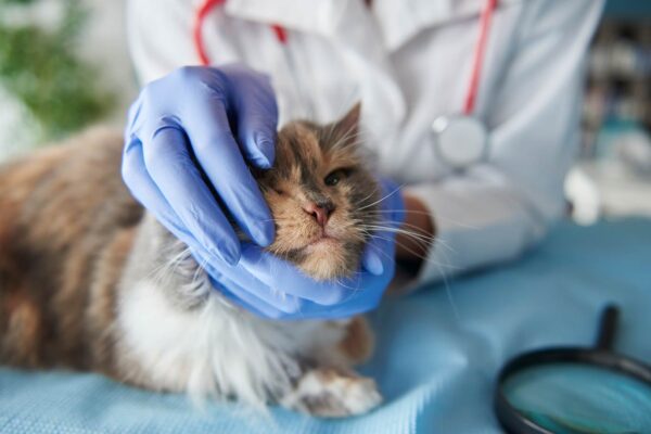 veterinary answer phone service